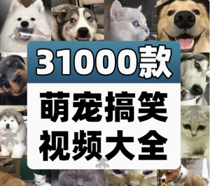 萌宠素材动物猫咪宠物搞笑抖音短视频直播高清无水印剪辑起号用素材【电商热销561】-北极星资源库
