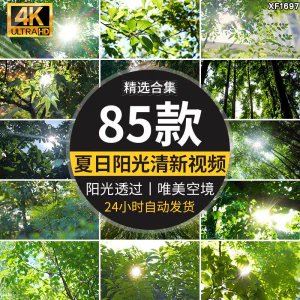 4K夏日阳光透过树叶森林空境升格大自然唯美清新绿叶实拍视频素材-北极星资源库