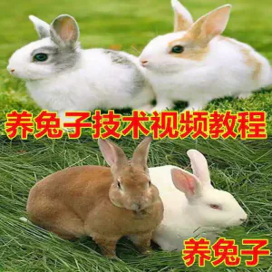 养兔子技术自学全套视频教程大全兔子养殖教程学畜牧养殖视频教程-北极星资源库