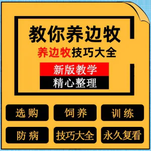 边牧训练方法教程边境牧羊犬驯养技术饲养喂养选购训犬技巧大全套-北极星资源库