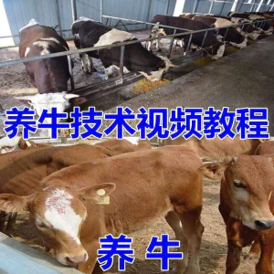 养牛养羊视频教程疾病防治挤奶牛场建设放牧饲养猪技术全套发育-北极星资源库