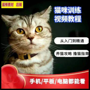 猫咪训练+养猫攻略大全技巧秘诀自学教程课程视频-北极星资源库